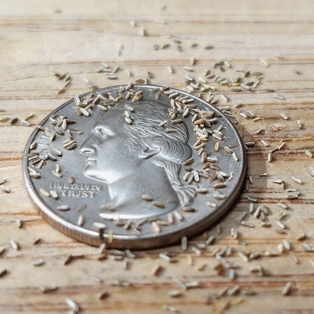 German, Chamomile Seeds - Packet image number null